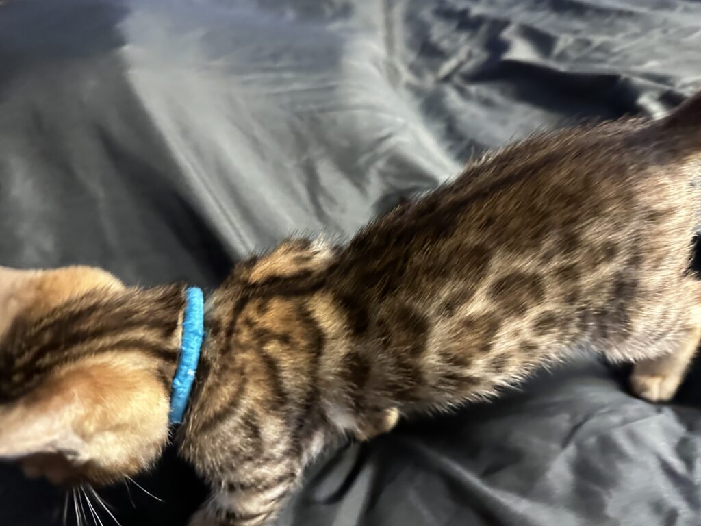 08/29/22 litter Bengal cat Bengaliers